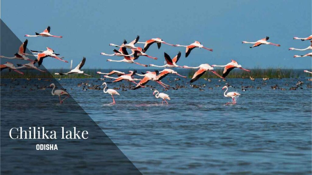 chilika lake