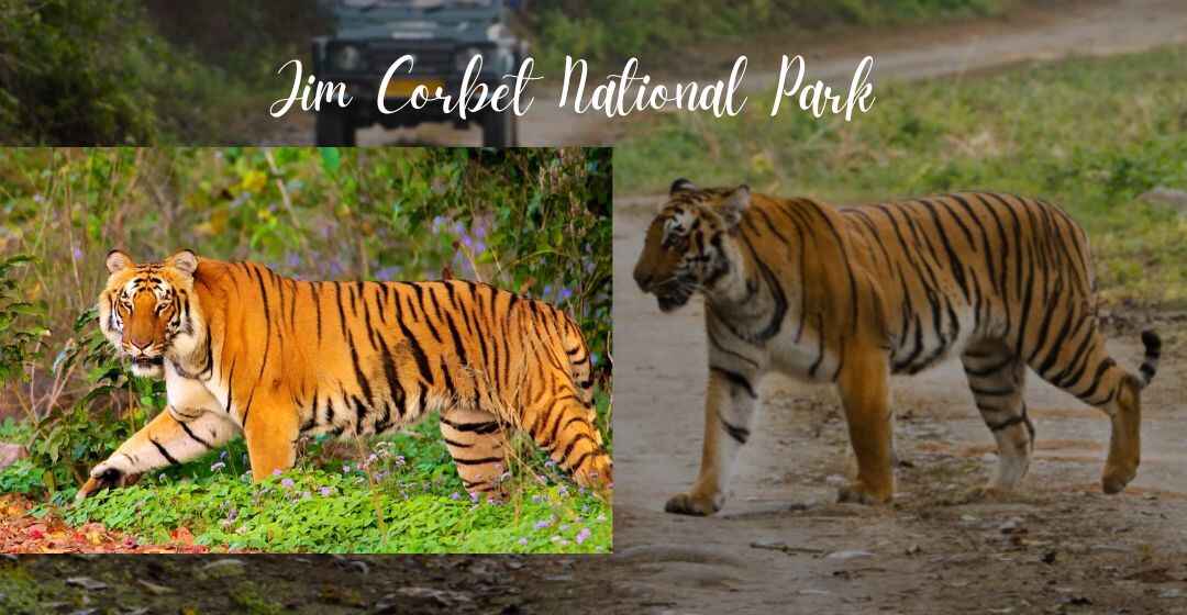 Top Wildlife Sanctuaries in india