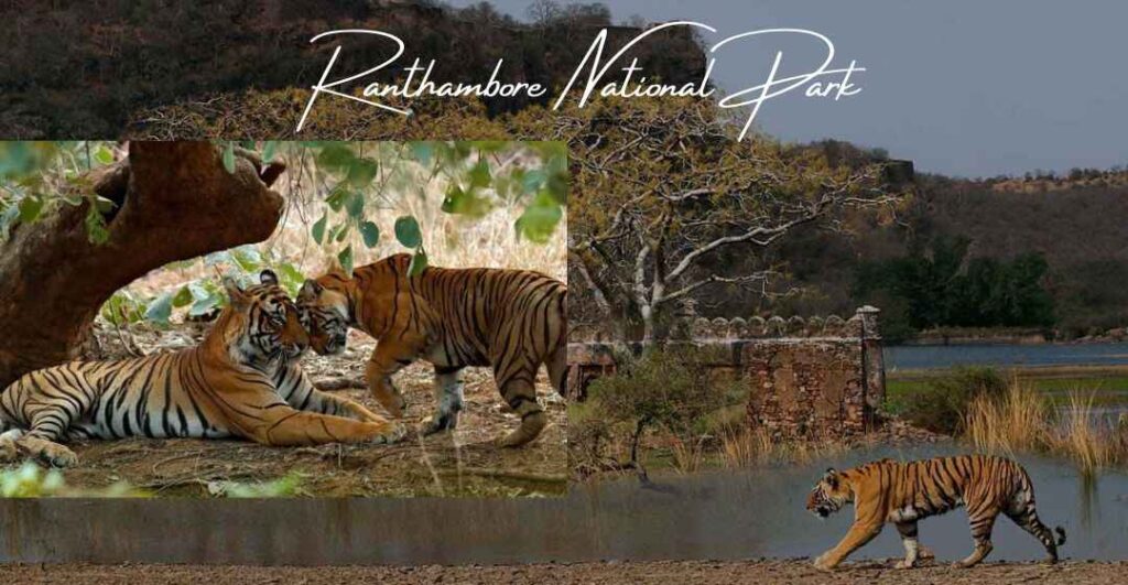 tiger reserves in india