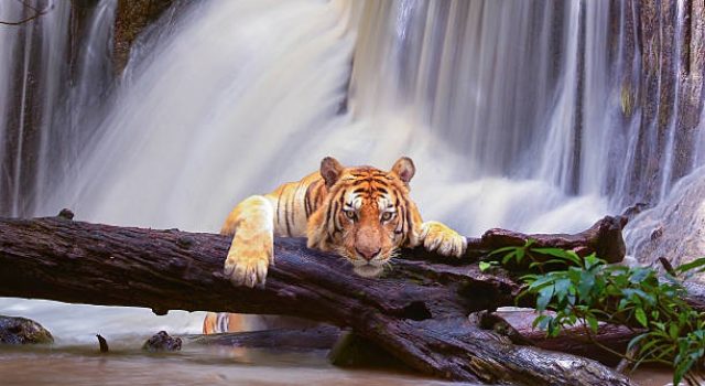 Tiger in an real waterfall background